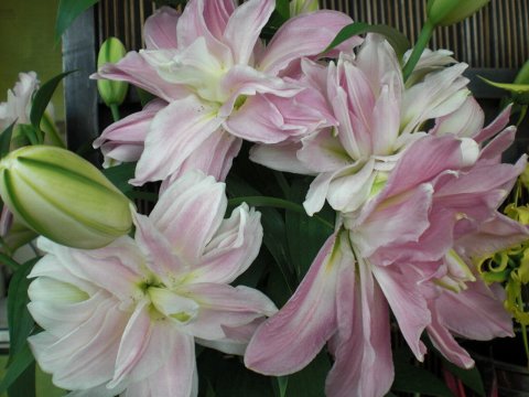 ファイル 35-1.jpg