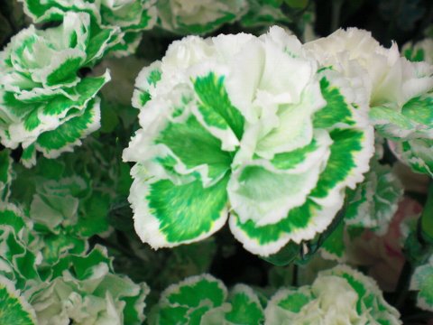 ファイル 35-3.jpg