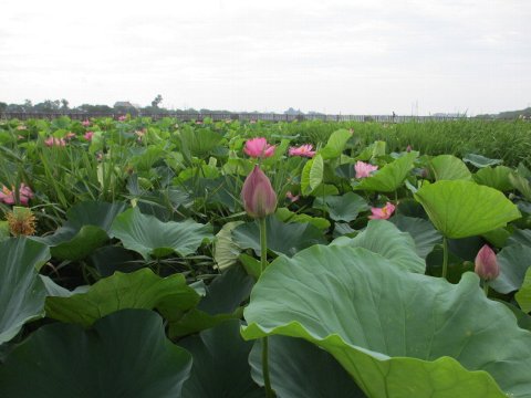 ファイル 39-1.jpg