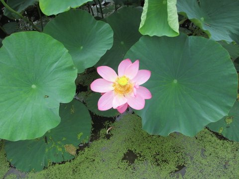 ファイル 39-4.jpg