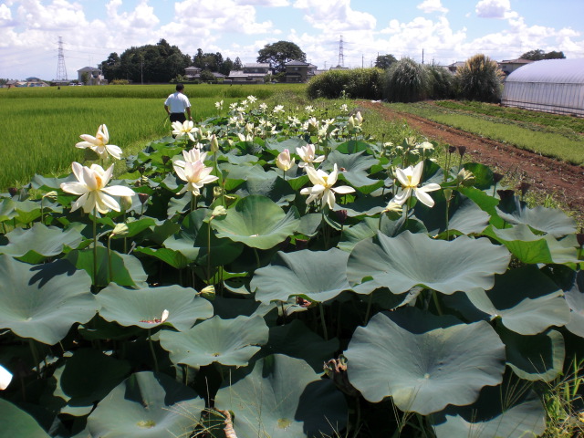 ファイル 43-4.jpg