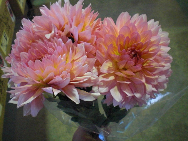 ファイル 47-1.jpg