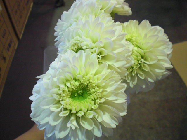 ファイル 47-2.jpg