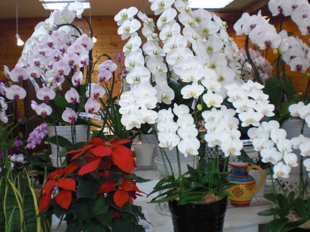 ファイル 51-2.jpg