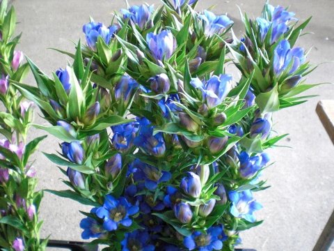 ファイル 52-2.jpg