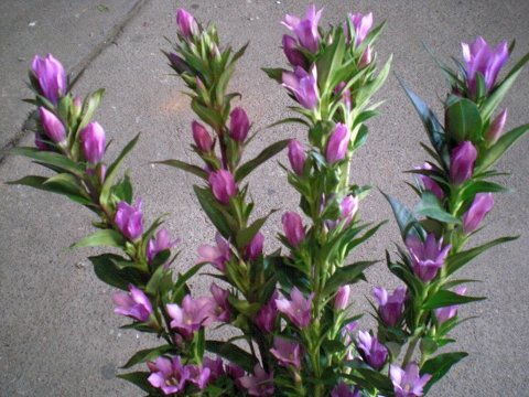 ファイル 52-3.jpg