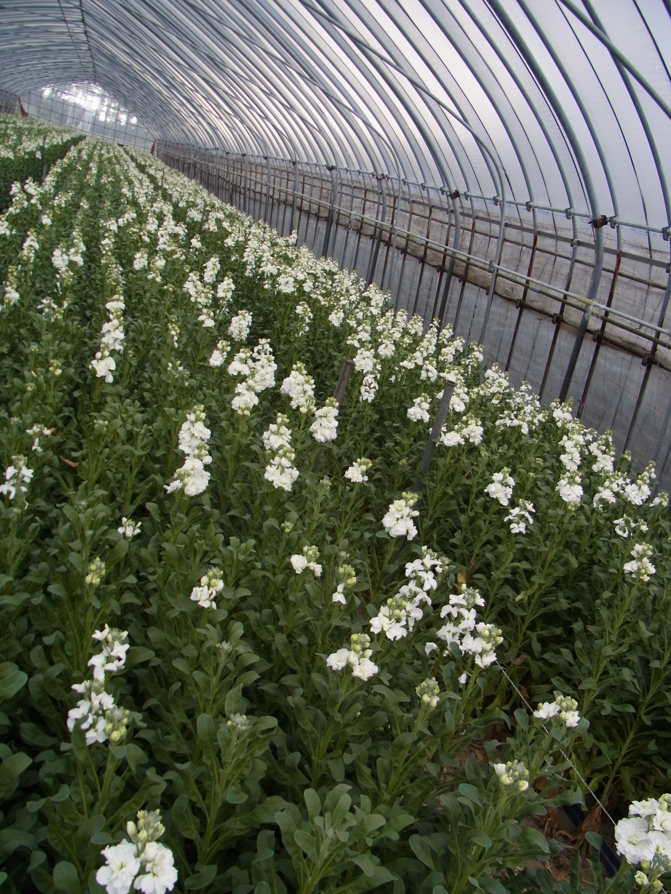 ファイル 55-1.jpg