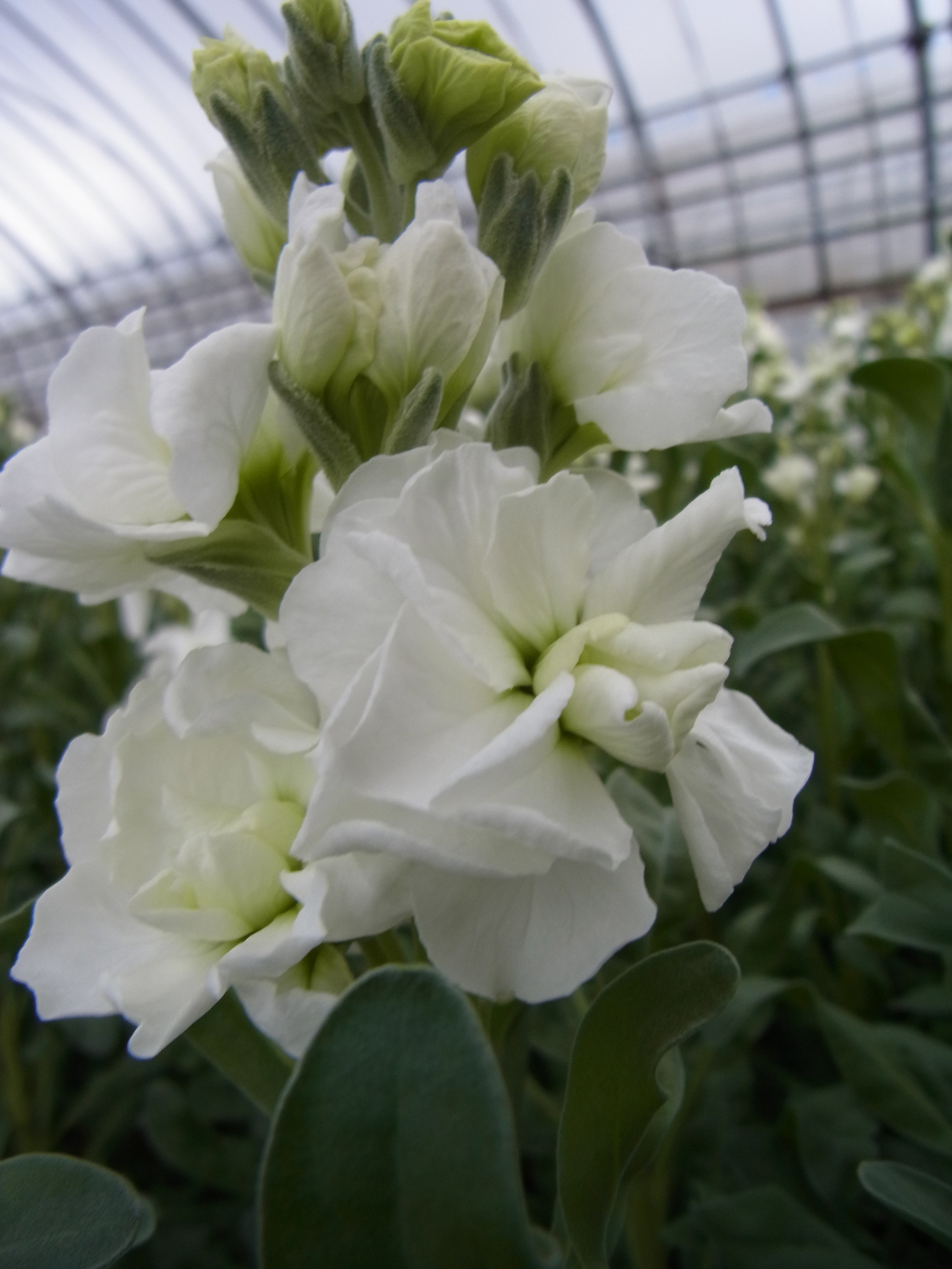 ファイル 55-2.jpg