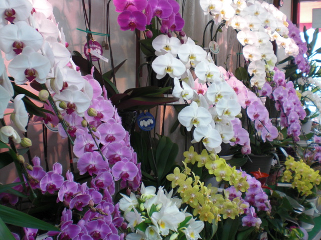 ファイル 6-2.jpg