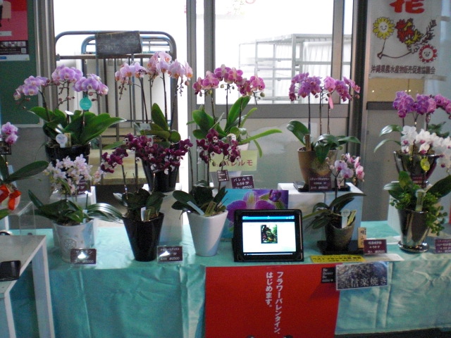 ファイル 61-2.jpg