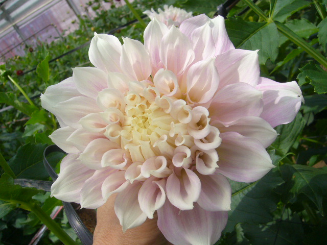 ファイル 66-2.jpg