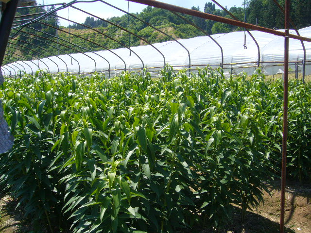 ファイル 70-2.jpg