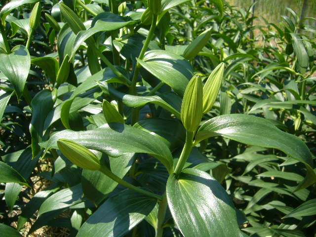 ファイル 70-3.jpg