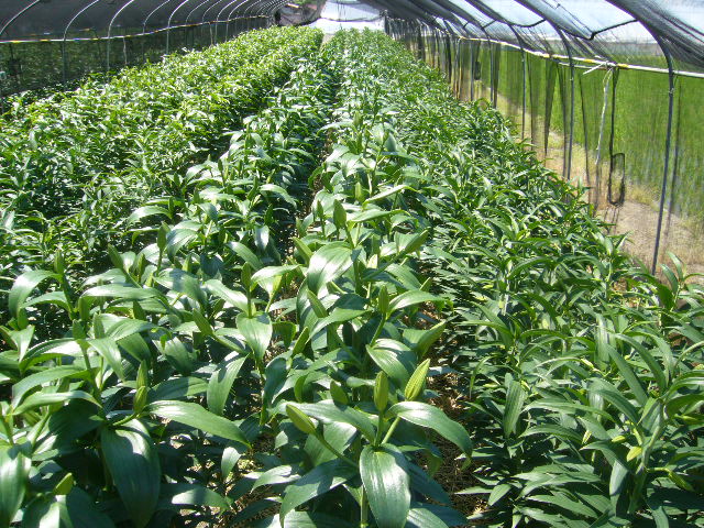 ファイル 70-4.jpg