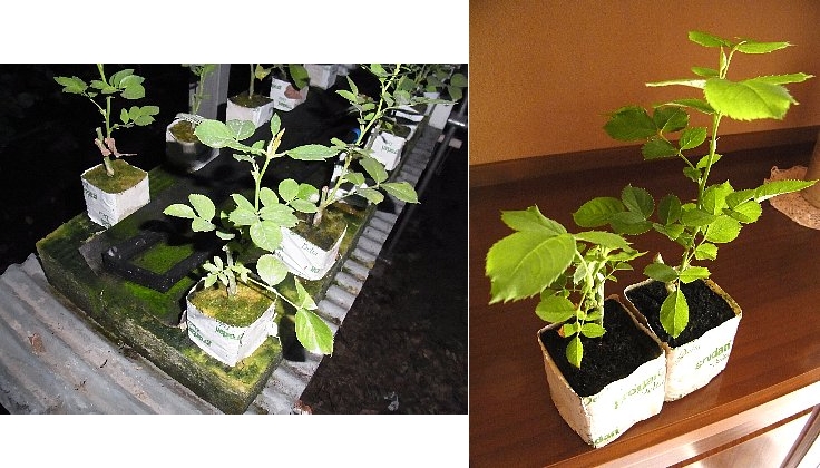 ファイル 71-2.jpg