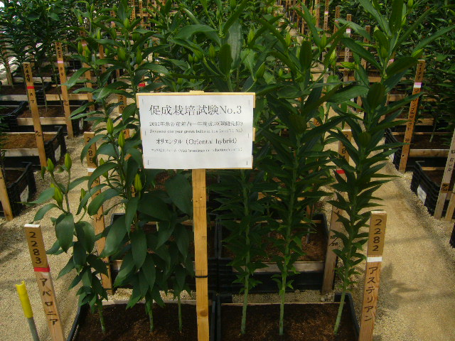 ファイル 72-1.jpg