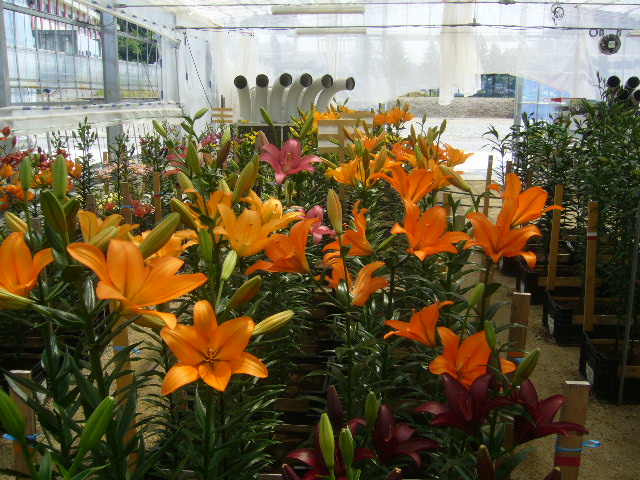 ファイル 72-4.jpg