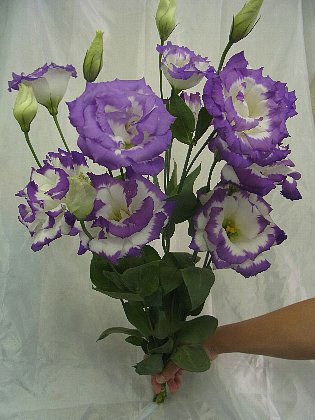 ファイル 73-1.jpg