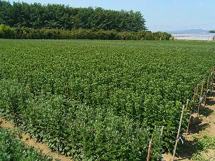 ファイル 74-1.jpg