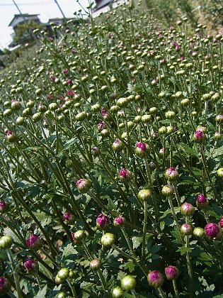 ファイル 74-5.jpg