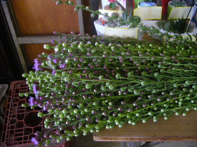 ファイル 77-2.jpg