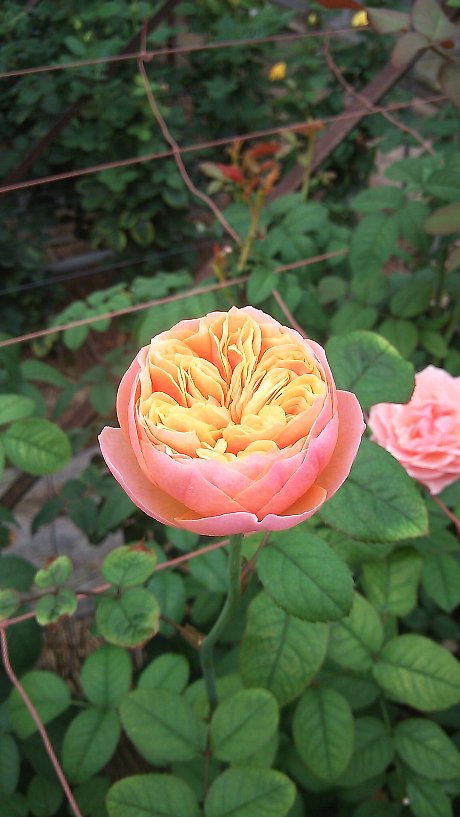 ファイル 79-1.jpg