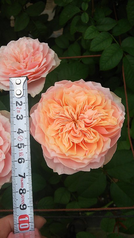 ファイル 79-2.jpg