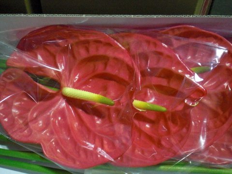 ファイル 8-1.jpg