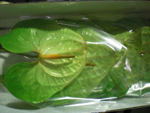 ファイル 8-2.jpg