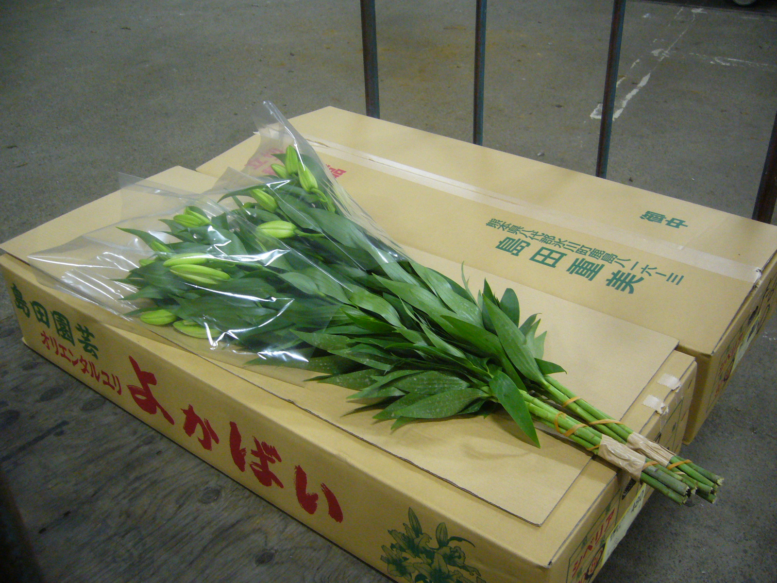 ファイル 80-4.jpg