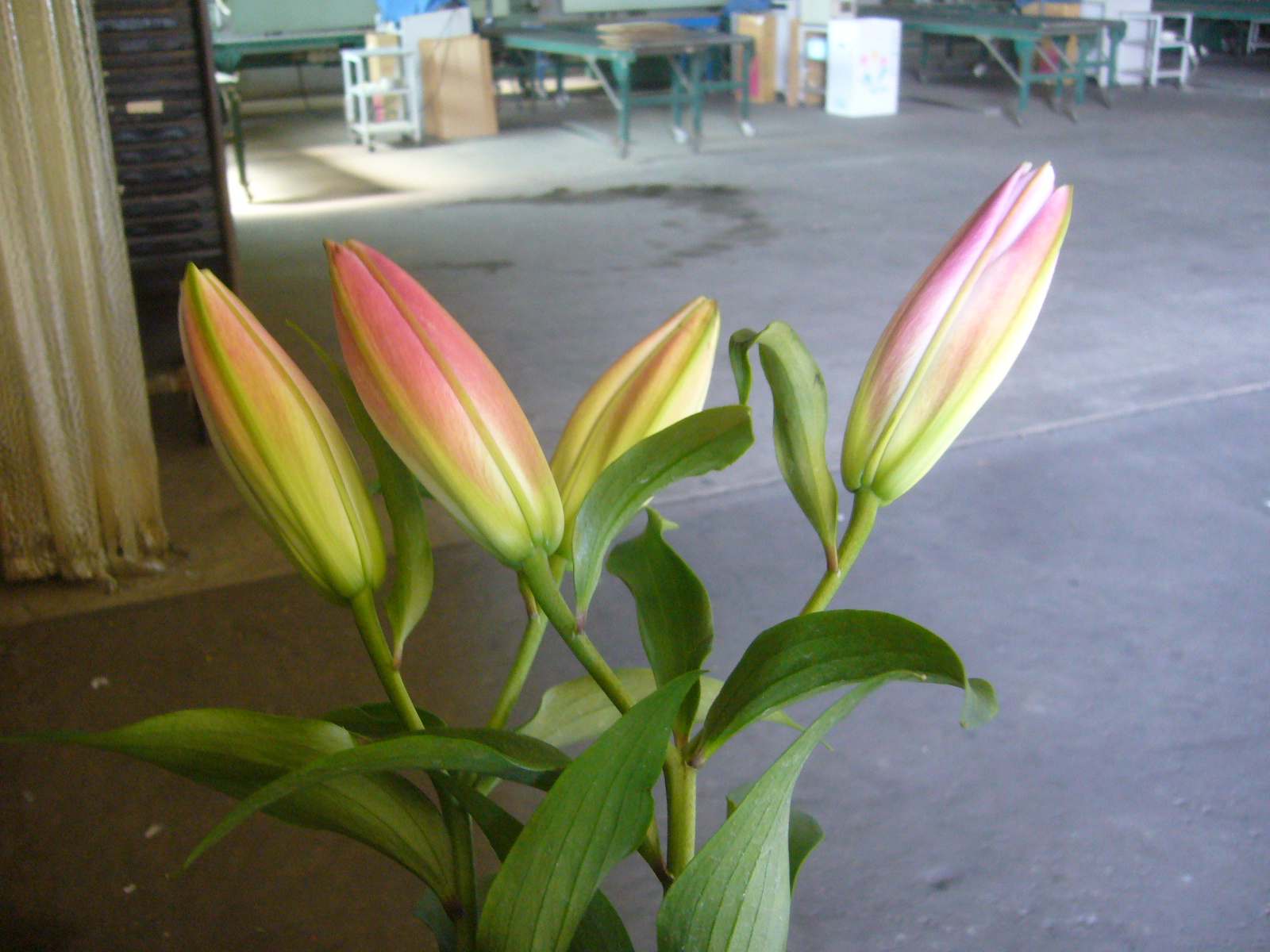 ファイル 81-1.jpg