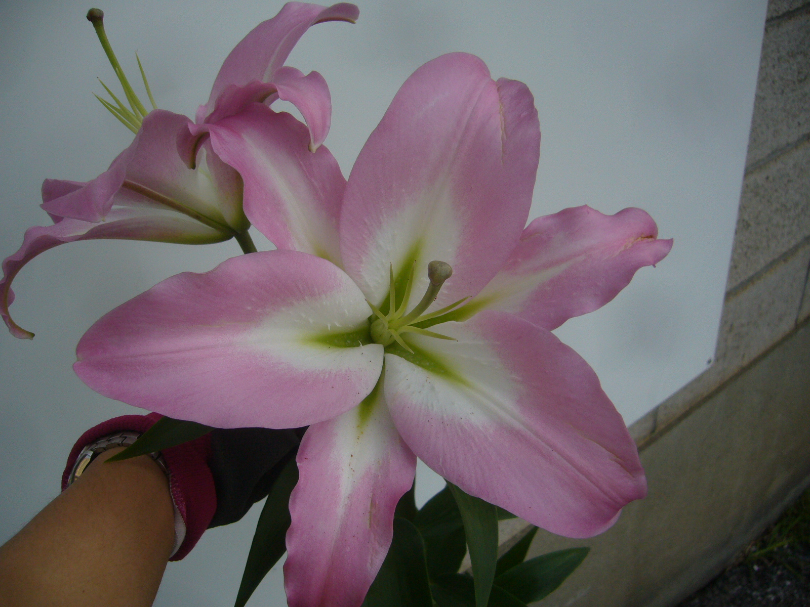 ファイル 82-1.jpg