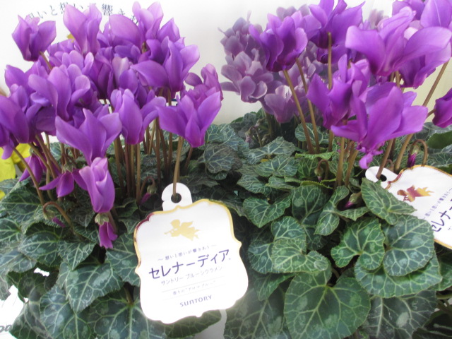 ファイル 84-2.jpg