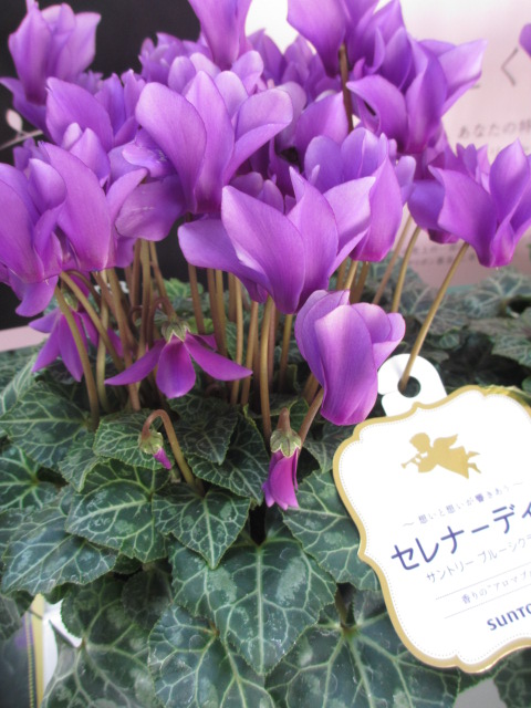 ファイル 84-4.jpg