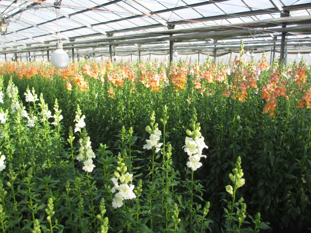 ファイル 85-1.jpg