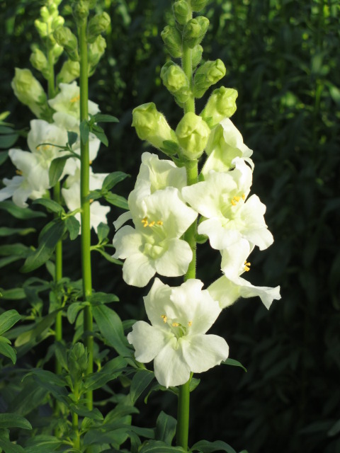 ファイル 85-2.jpg