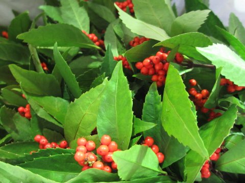 ファイル 90-1.jpg