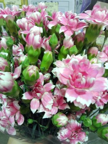 ファイル 92-1.jpg