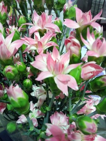 ファイル 92-2.jpg