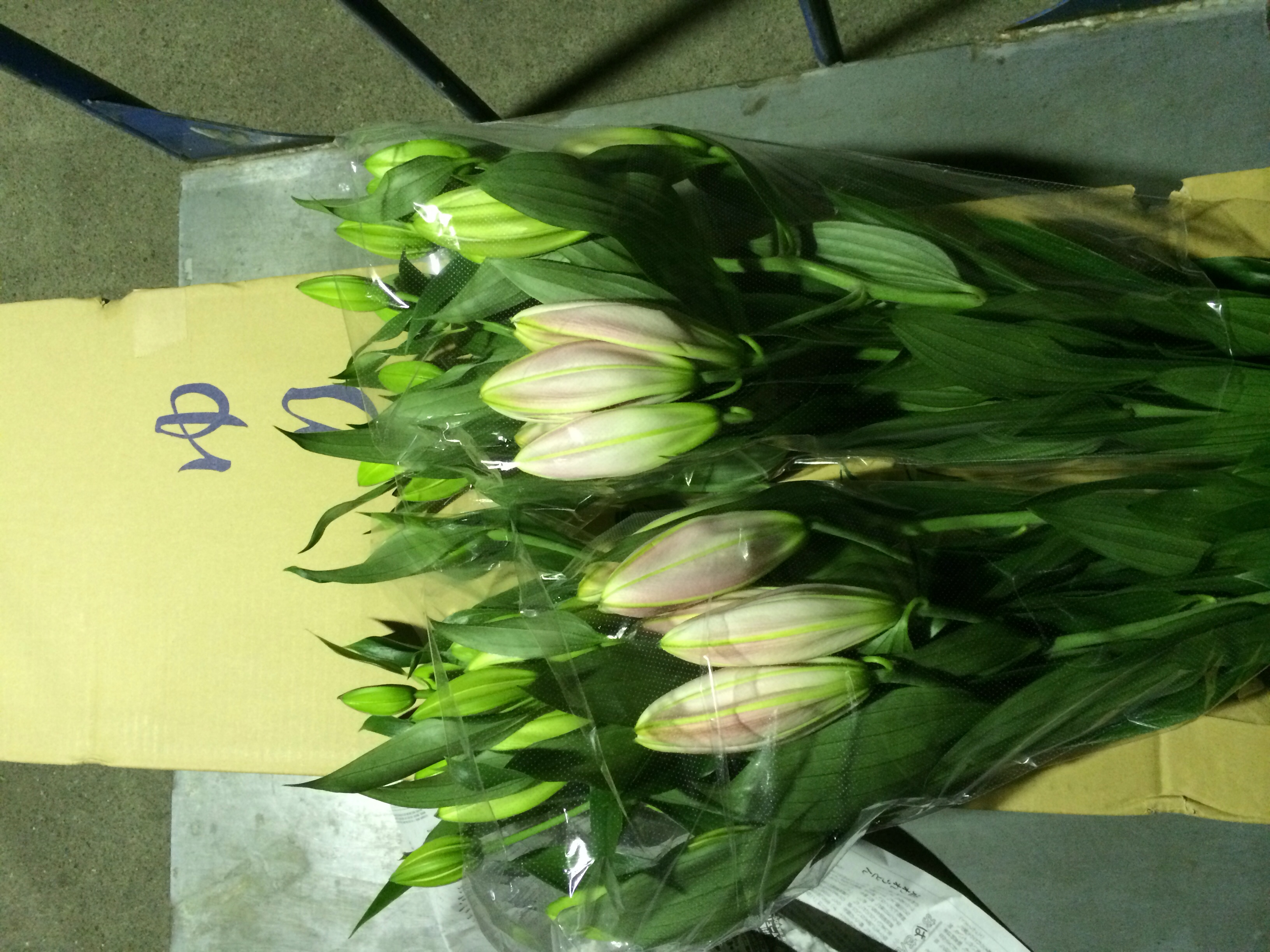 ファイル 99-1.jpg